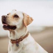 How Pets Can Support Your Mental Health